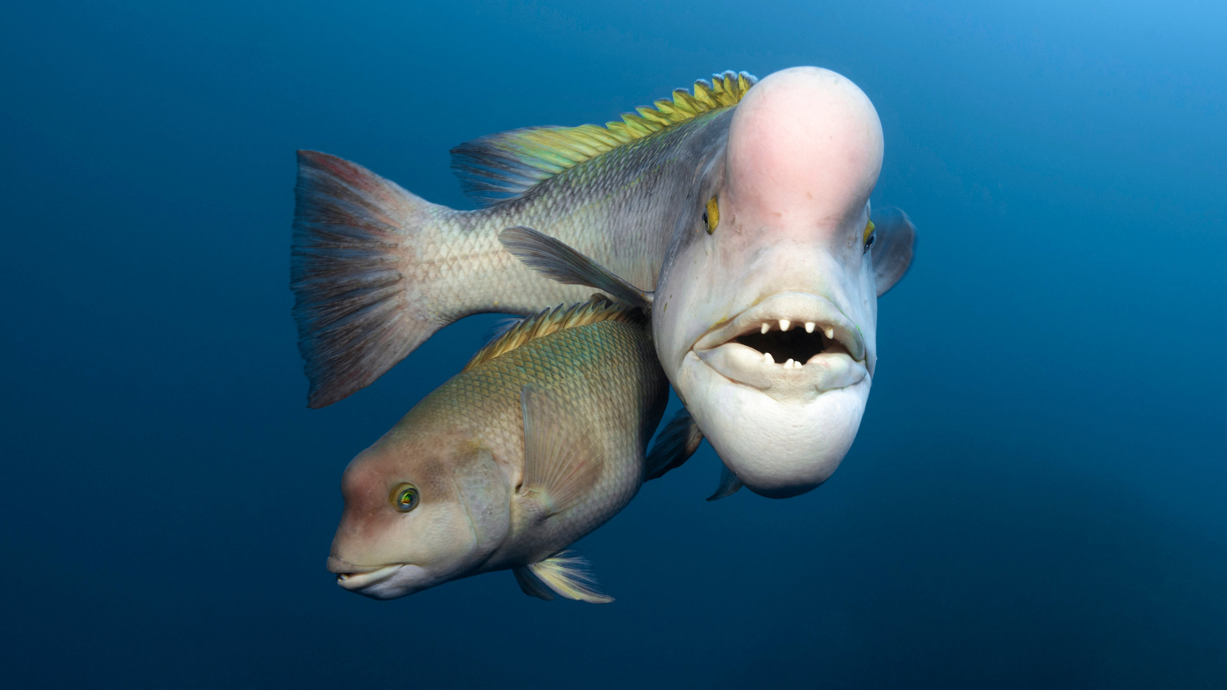 "Der Blaue Planet: Unbekannte Ozeane":