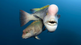 Der Blaue Planet: Unbekannte Ozeane