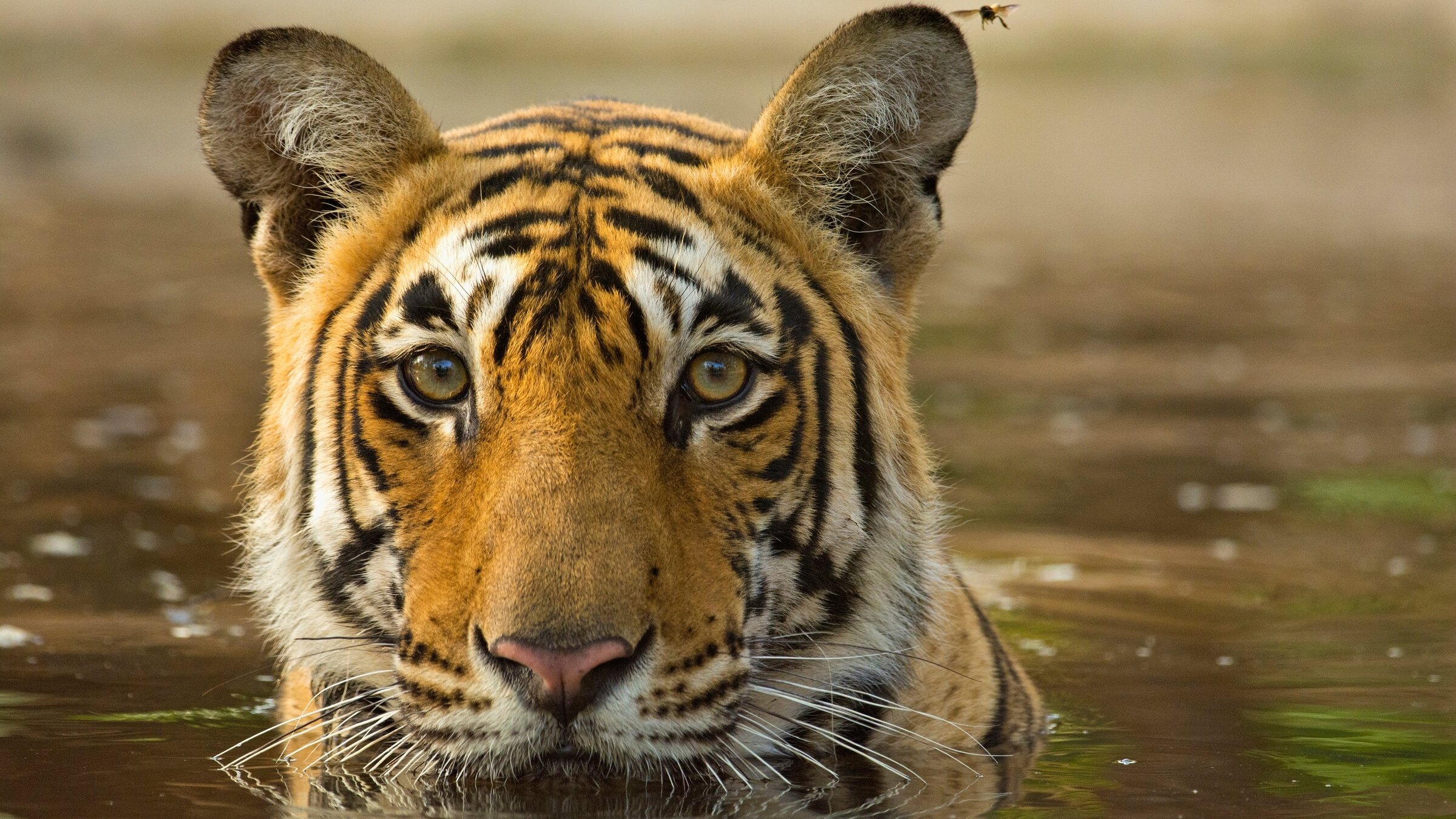 "Asiens wilde Überlebenskünstler (1/3) - Im Land des Monsuns": Portrait Tiger im Wasser.
