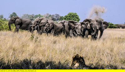 Naturwunder Okawango (2/3)