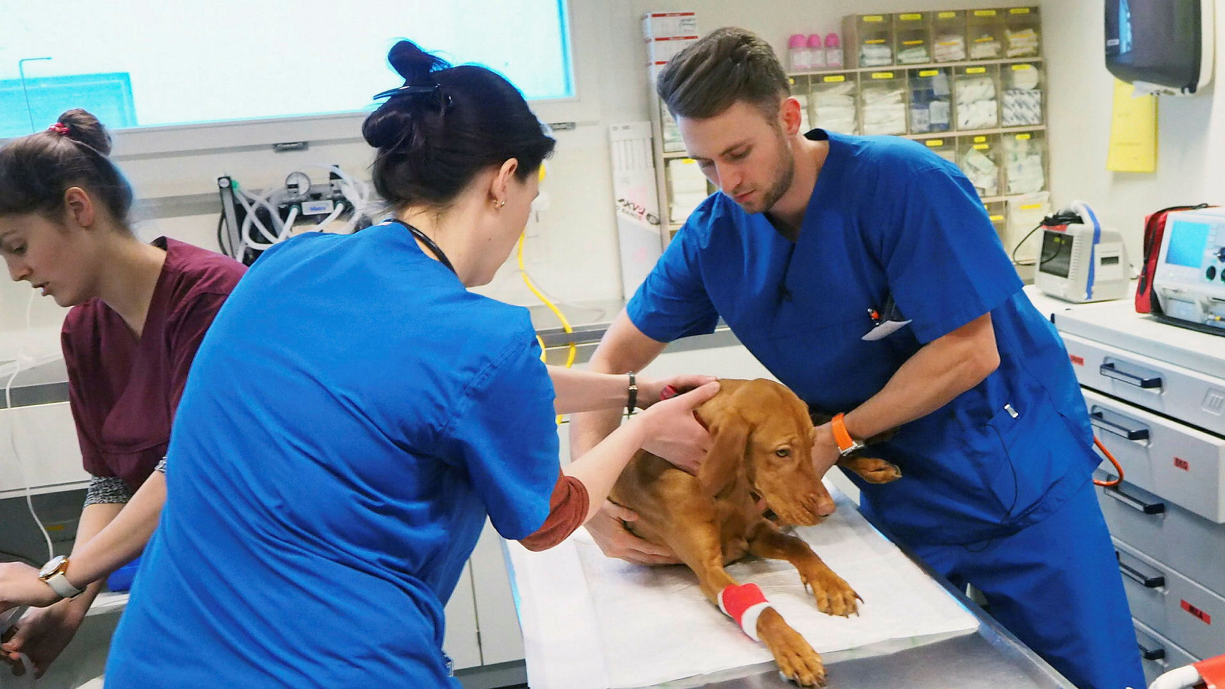 "Tierärztin 24/7 - Leo in großer Gefahr": Der junge Tierarzt William untersucht seinen Patienten genau.