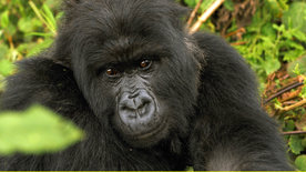 Gorillas unter Stress