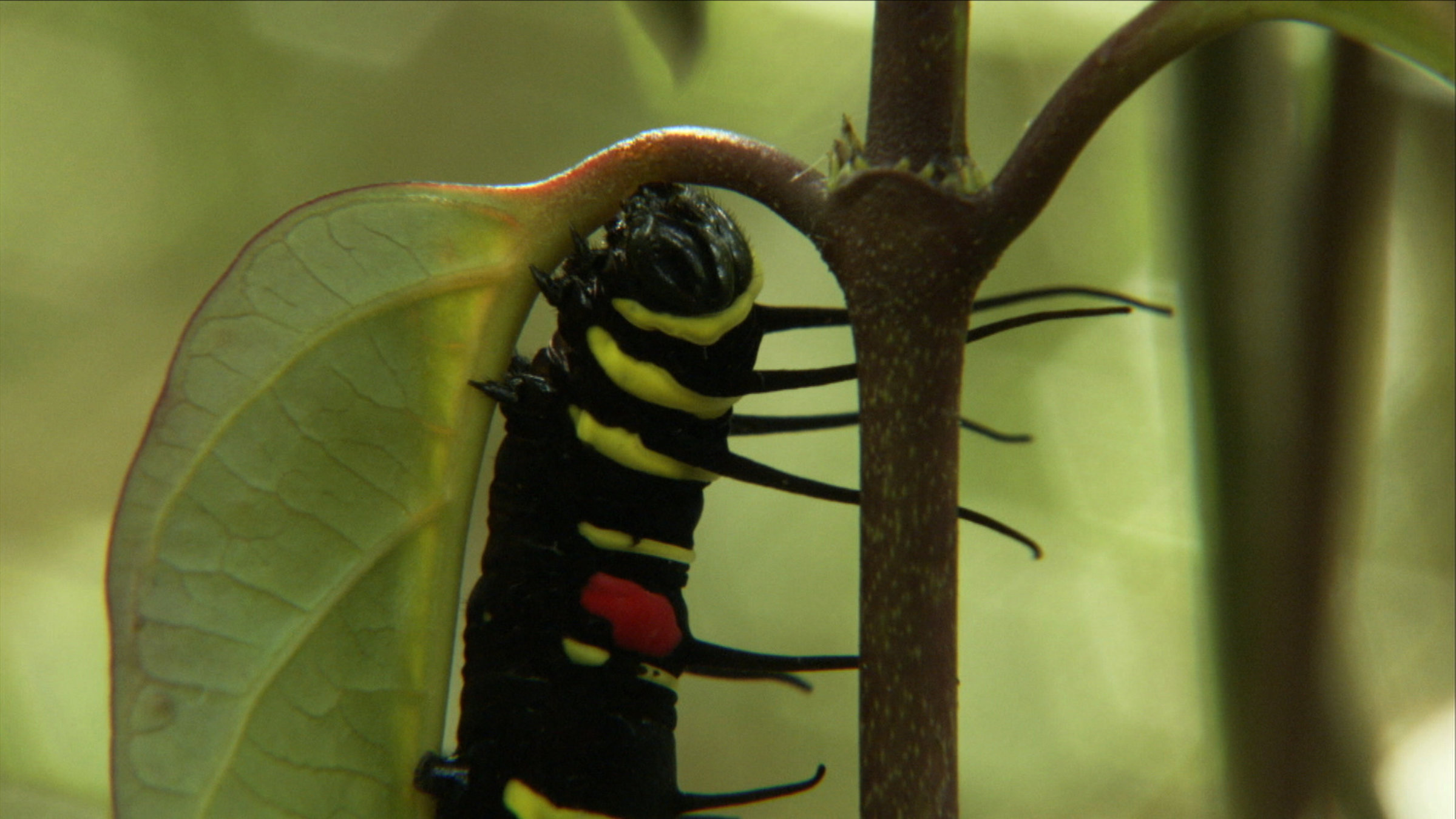 "Indonesien - ungezähmt: Versteckte Welten": Nahaufnahme Blattstiel mit zwei Blättern. Am linken Blatt sieht man den Vorderleib einer dicken fetten Raupe. Sie ist schwarz mit gelben Streifen und einem roten Punkt.
