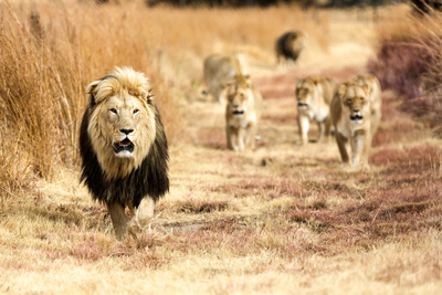 Lionsrock - Die Heimkehr des Königs