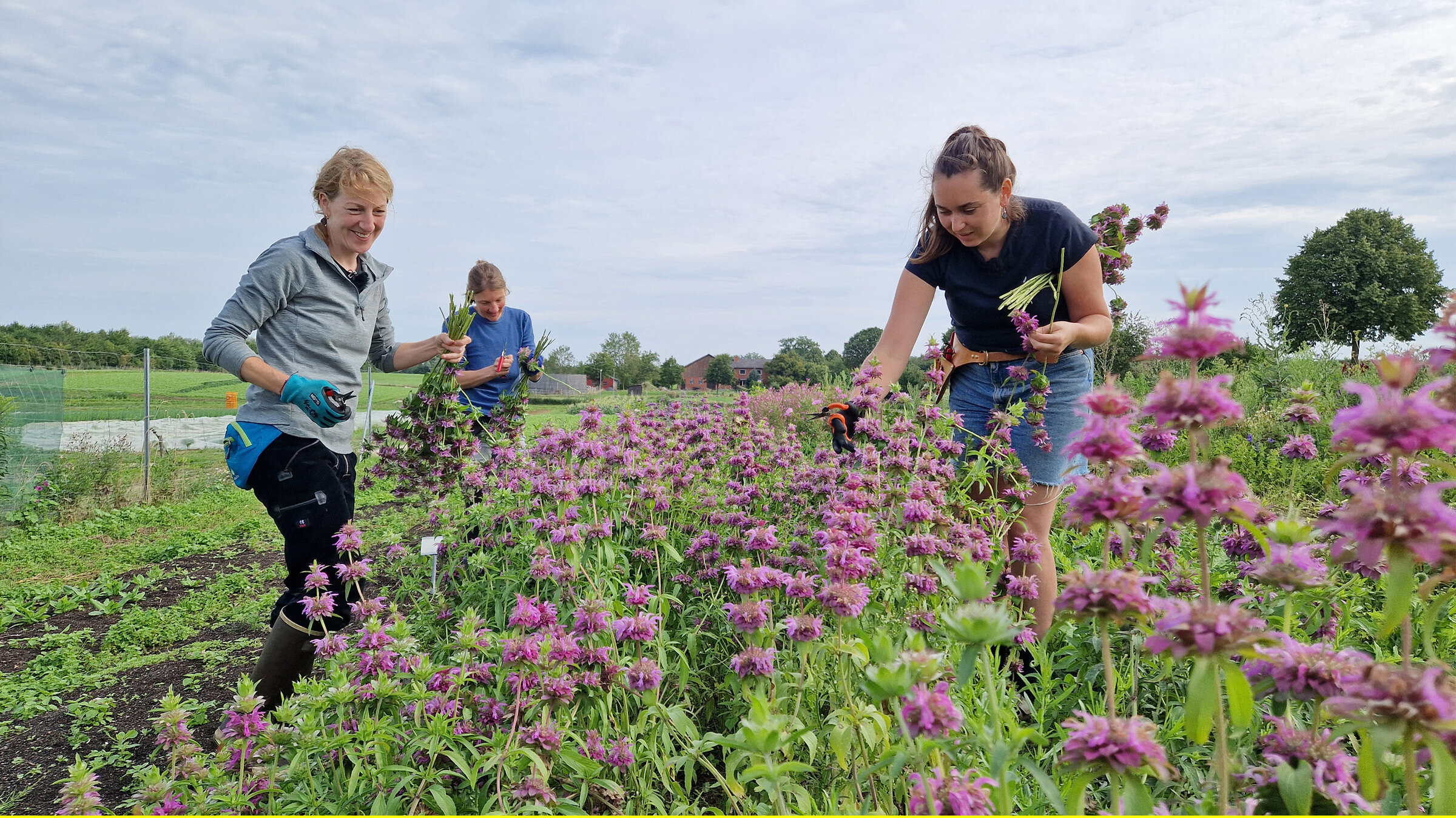 "Die Nordreportage: Solidarische Landwirtschaft": Gemeinsam mit ihren beiden Mitarbeiterinnen erntet Natalie ihre Bio-Schnittblumen.