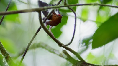 Tierische Überflieger (3/5)