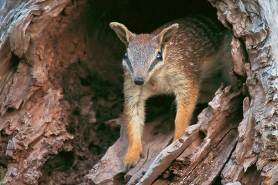 In den Feuerwäldern Westaustraliens - Die Walpole Wilderness
