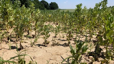 Planet E. - Bauern Im Hitzestress - Klimakrise Auf Dem Acker