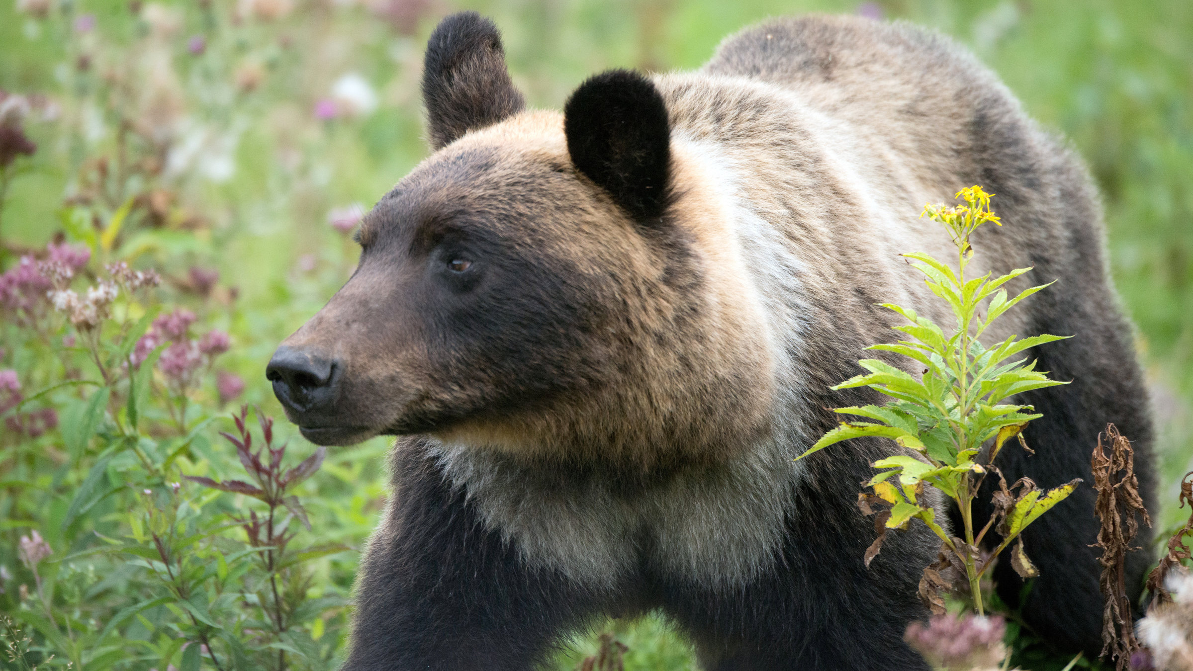 "Wildes Japan (3/3) - Hokkaido": Braunbär.