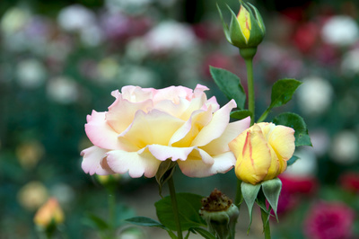 Rose - Königin der Blumen