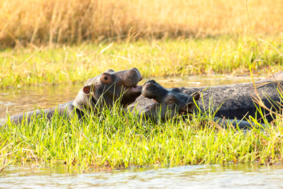 Hippos - Afrikas Flussgiganten