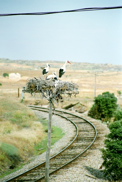 Der Flug der Störche