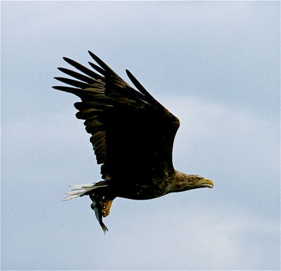 Der Flug des Seeadlers