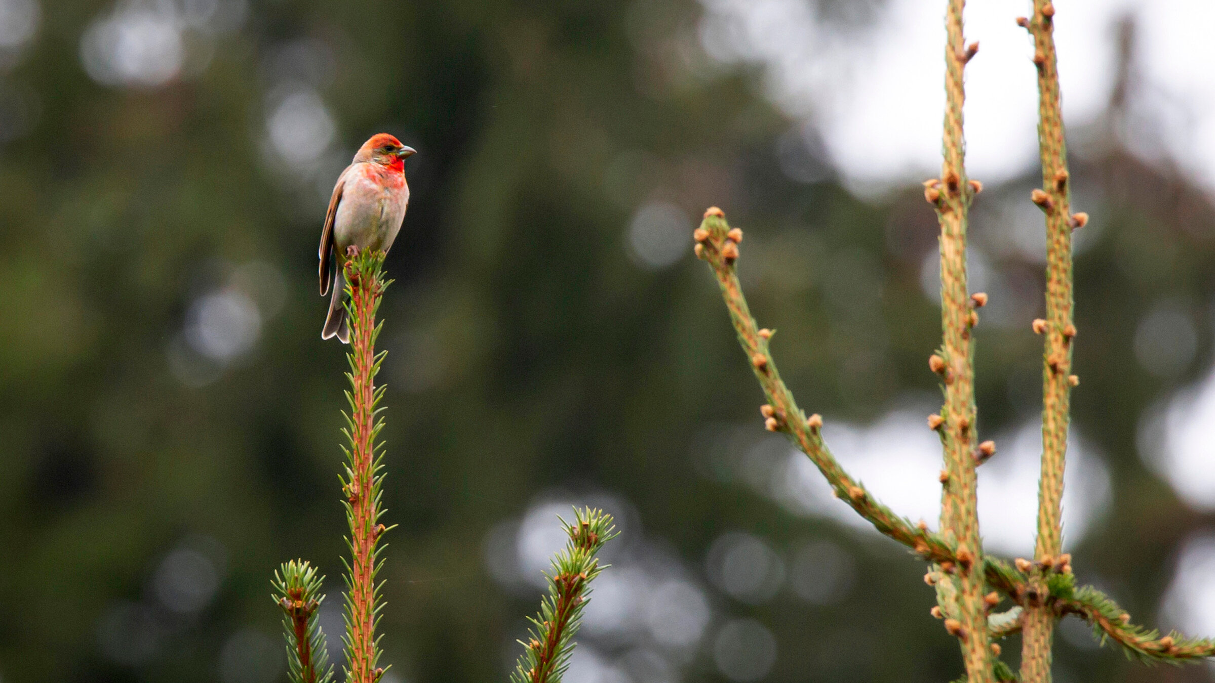 "Das Geheimnis der Vögel": Karmingimpel.