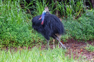 Traumorte - Queensland