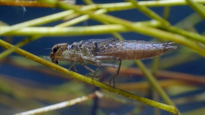 Tierische Überflieger (5/5)