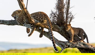Die Leopardin (2/2)