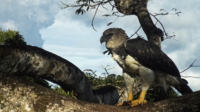 Guyana – Der Weg des Jaguars