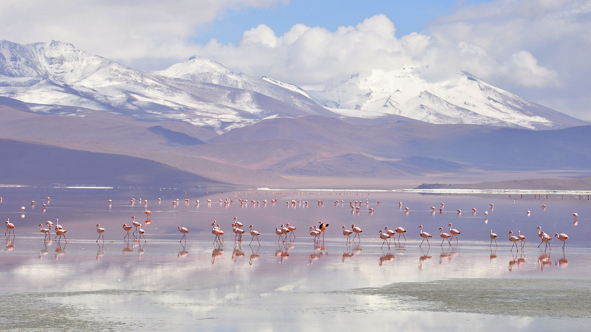 "Panamericana - von Alaska nach Feuerland":Flamingos an der Laguna Colorada, Bolivien.