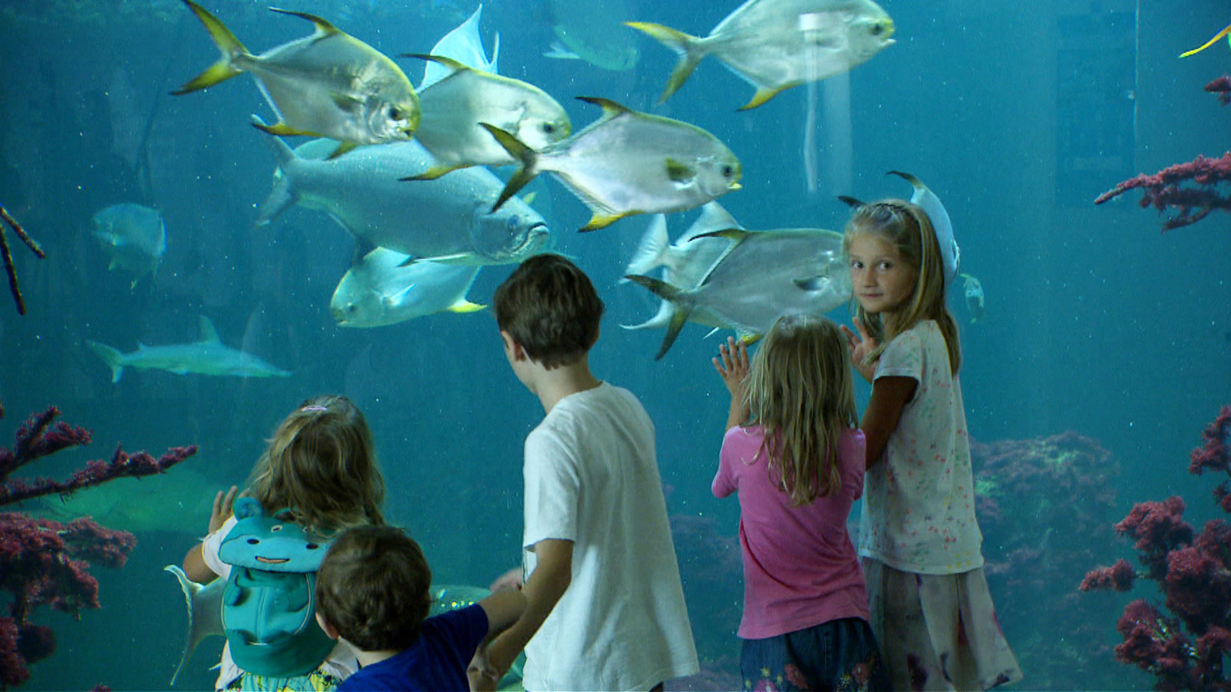 "Das größte Aquarium Österreichs - Das Wiener Haus des Meeres" - Kinder betrachten Fische