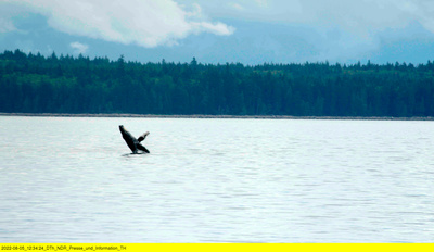 mareTV: Vancouver Island