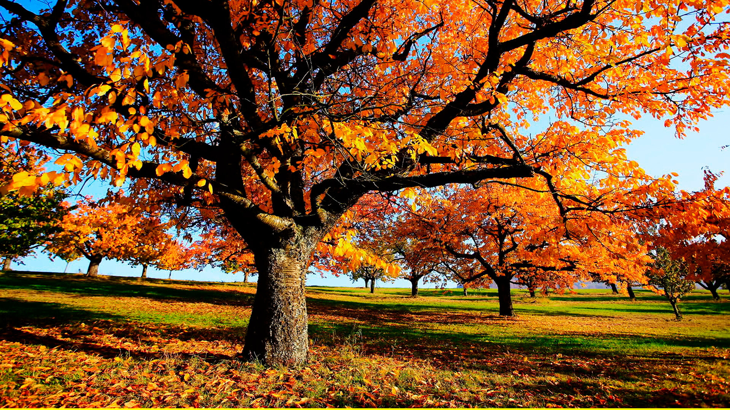 "Die zauberhaften Vier": Bäume im Herbst.