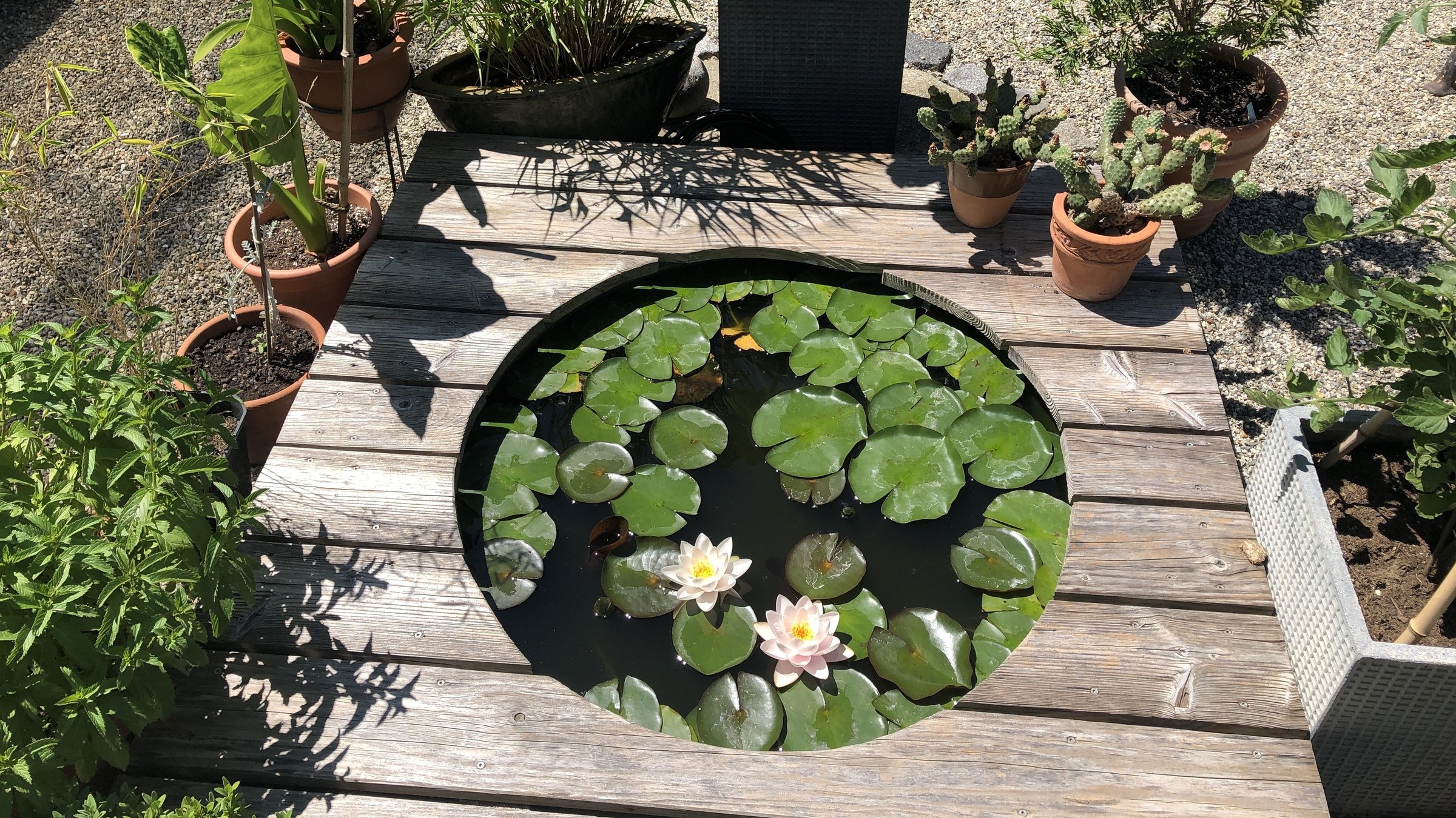 "Natur im Garten": Blick von oben auf einen kleinen Seerosenteich