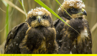 Wasserwildnis in Westfalen - Münsters Rieselfelder