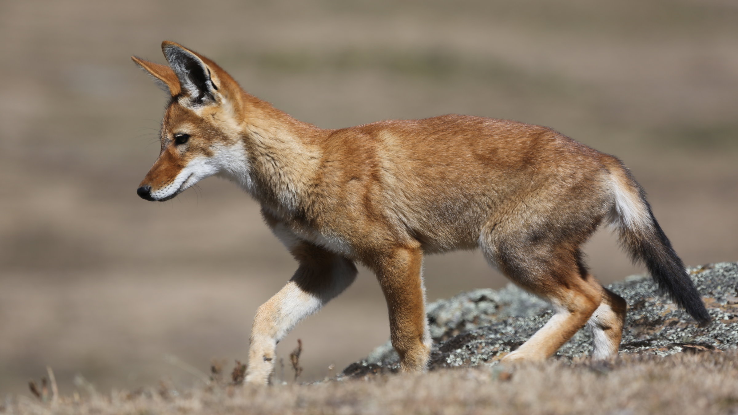 "Terra X - Kielings wilde Welt (3)":