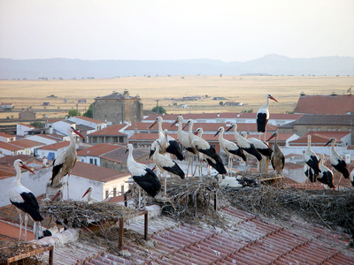 Der Flug der Störche