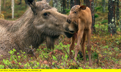 Wildes Skandinavien: Schweden