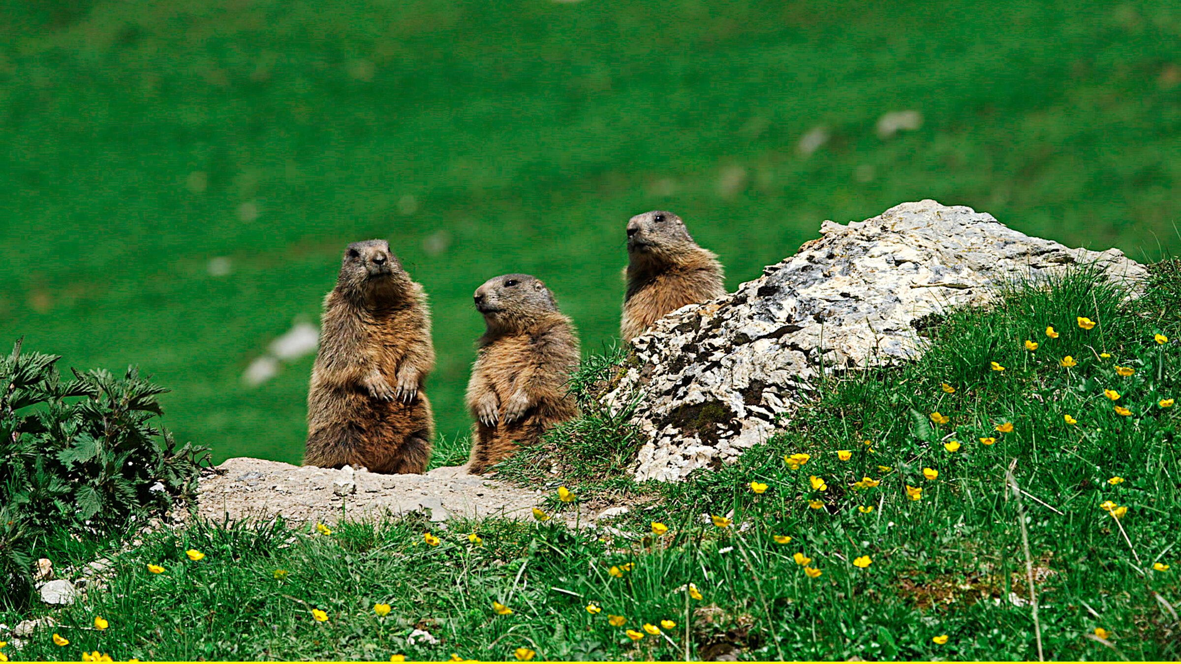 "Wilde Schweiz": Hoch oben in den Walliser Alpen am Adlerhorn sind die Murmeltiere zuhause. Die Nager leben hier nicht ungefährlich.