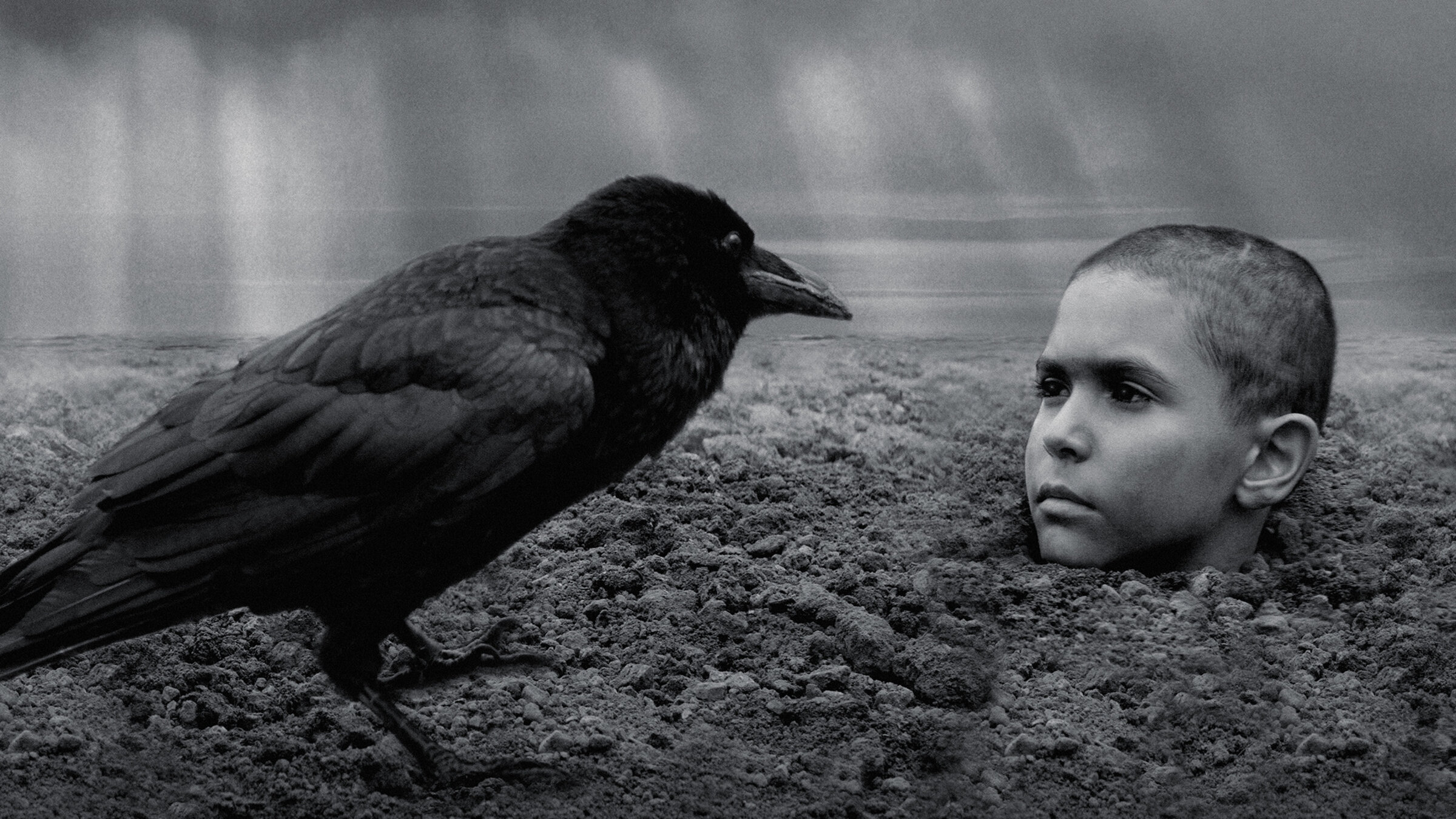 "The Painted Bird": Ein etwa sechsjähriger Junge mit kurzem schwarzem Haar und dunklen Augen steckt bis zum Kinn in Erde. Ihm gegenüber sitzt eine große schwarze Krähe, die größer als der Kopf des Jungen ist und schaut ihn angriffslustig an. Im Hintergrund sieht man schwarze Wolken.