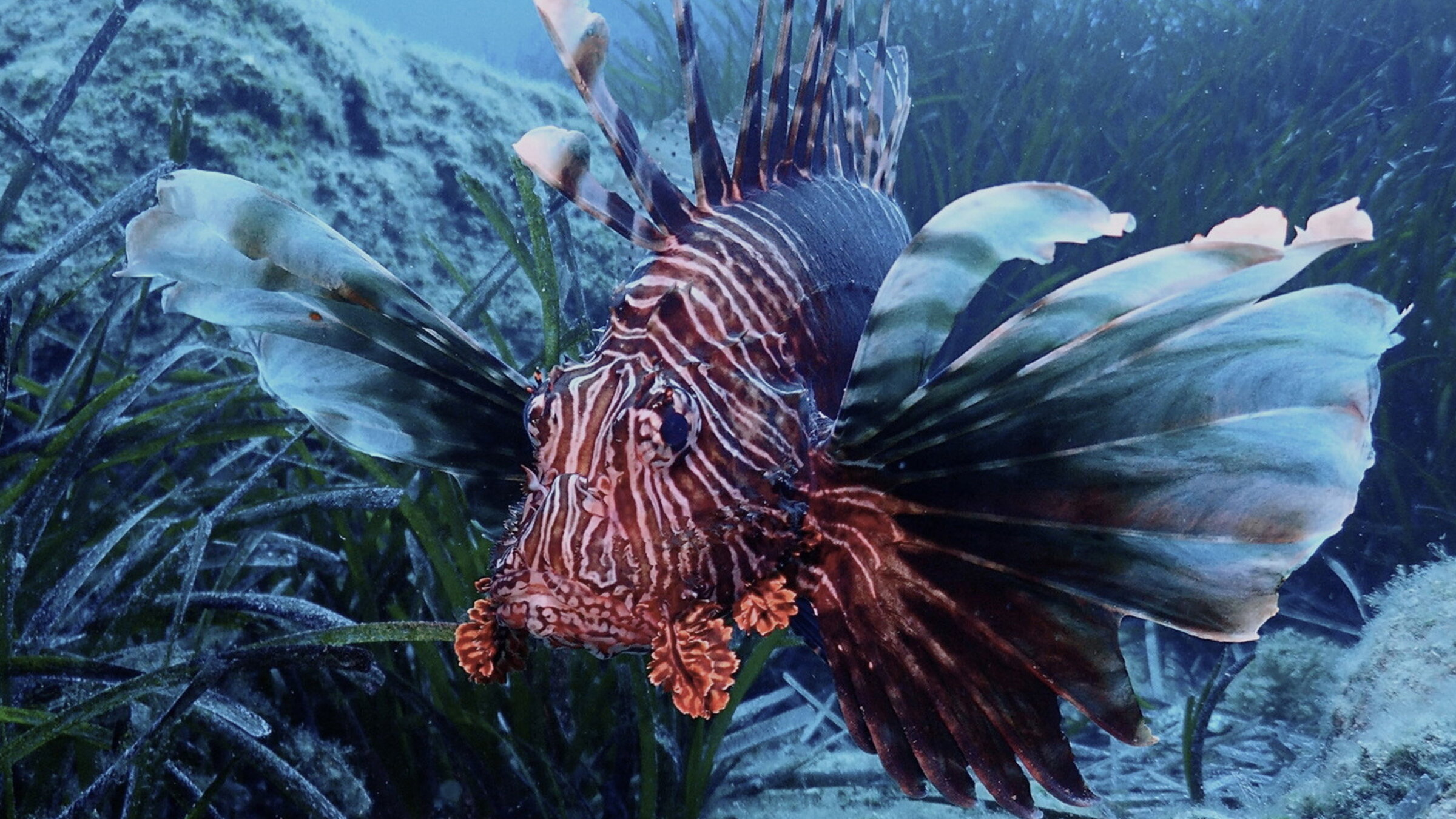 "Mittelmeer in Gefahr – Wie der Klimawandel das Leben unter Wasser verändert": Feuerfisch im Mittelmeer.