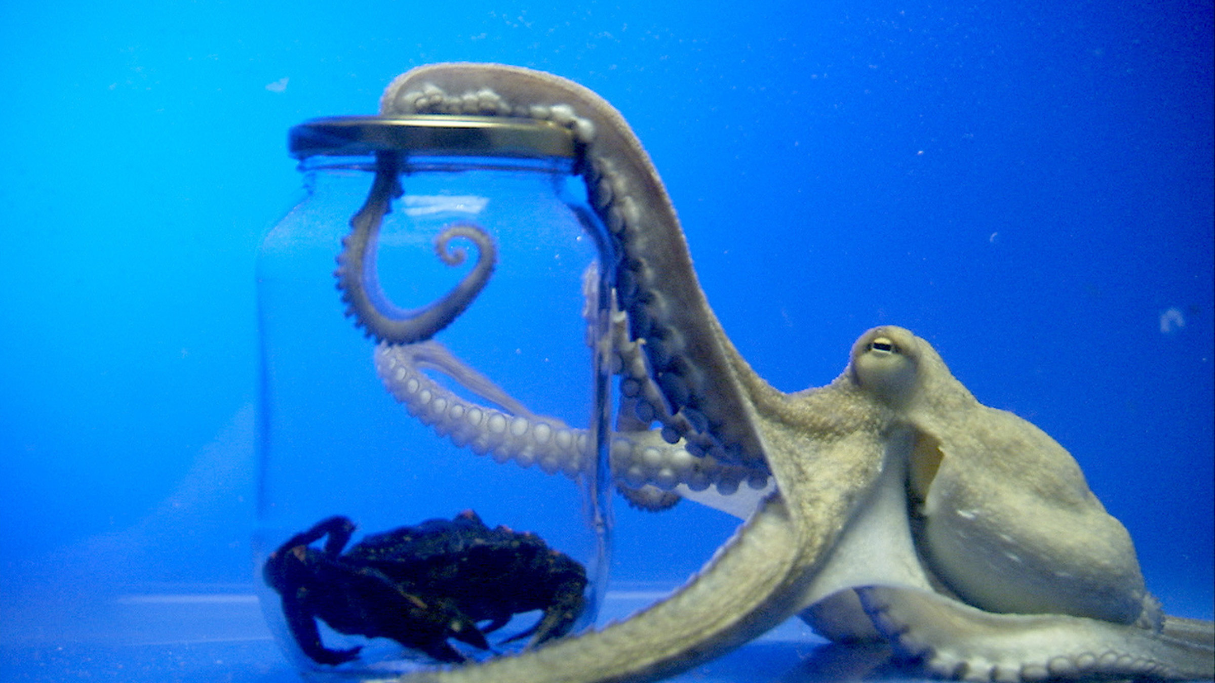 "Oktopusse - Genies aus der Tiefe": Ein Oktopus vor blauem Hintergrund: ein Arm greift in ein Glas, indem sich eine Krabbe befindet.