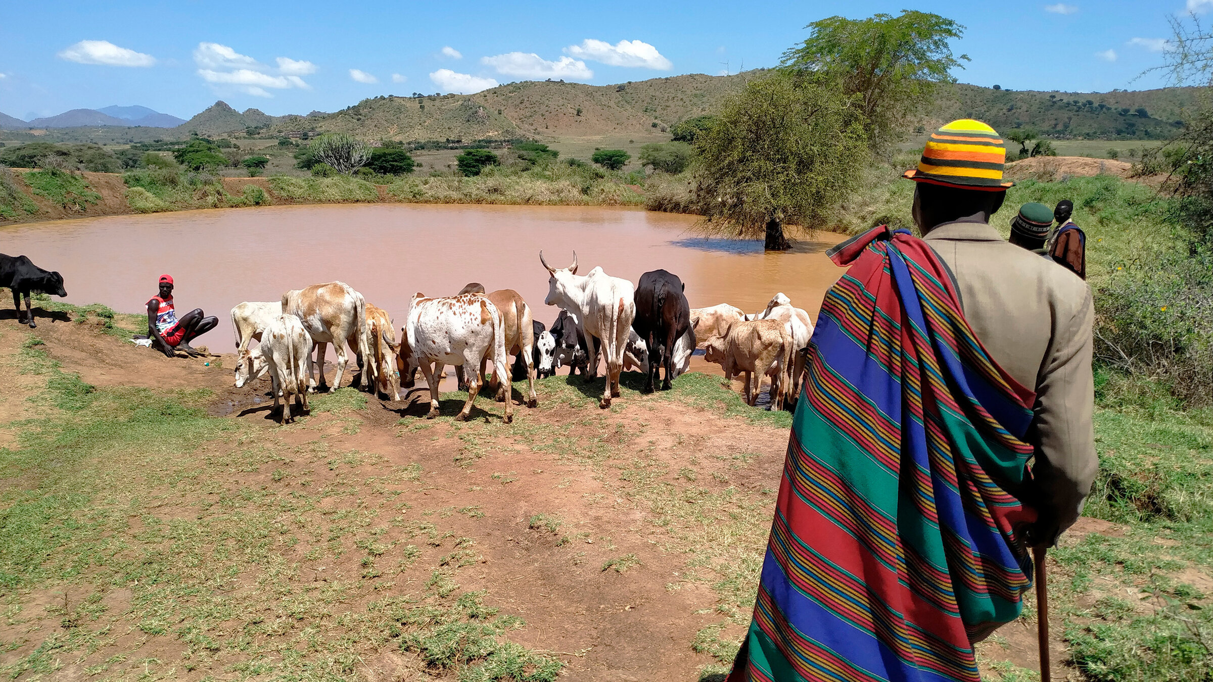 "Hüter der Erde (5/5) - Rinderhirten in Ugandas Savannen": Der Hirte Paul Apolobok treibt seine Herde zum Wasserloch.