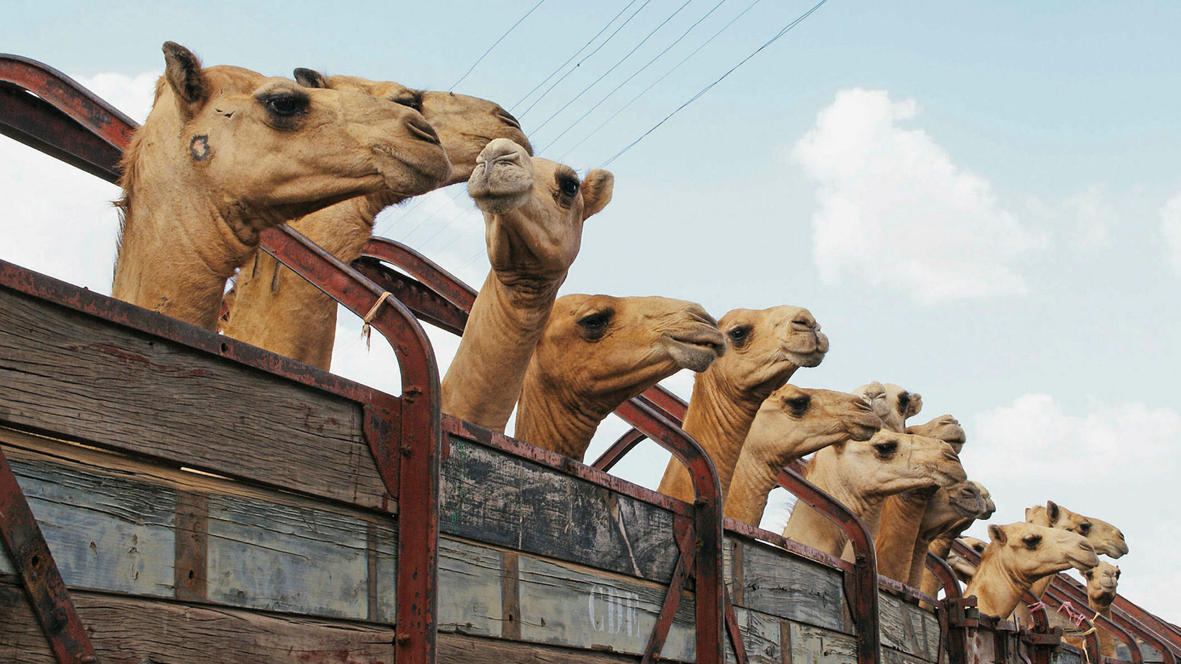 "Fernweh: Zug um Zug": Dromedare schauen aus einem Wagon.