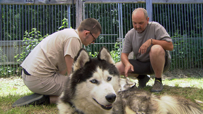 Auf den Hund gekommen - Der Vorarlberger<br/>zweitliebstes Haustier