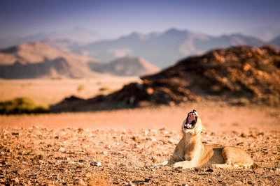 Wüstenkönige - Die Löwen der Namib