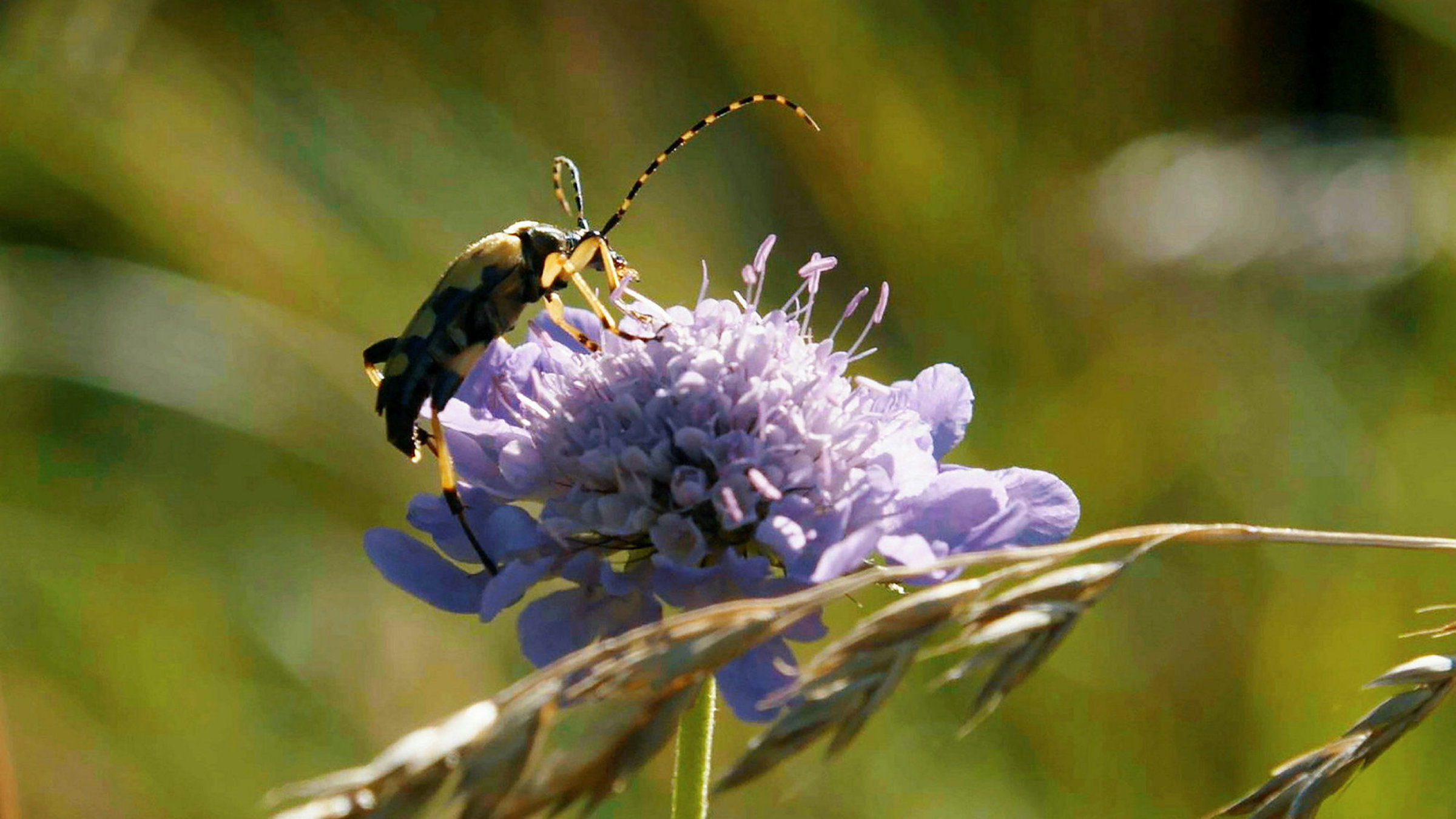 "Von Insekten und Landwirten – Können wir die Biodiversität retten?": Ein Käfer sitzt auf einer Blume.