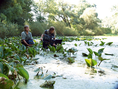 Fluss ohne Grenzen - Auenwildnis an der March