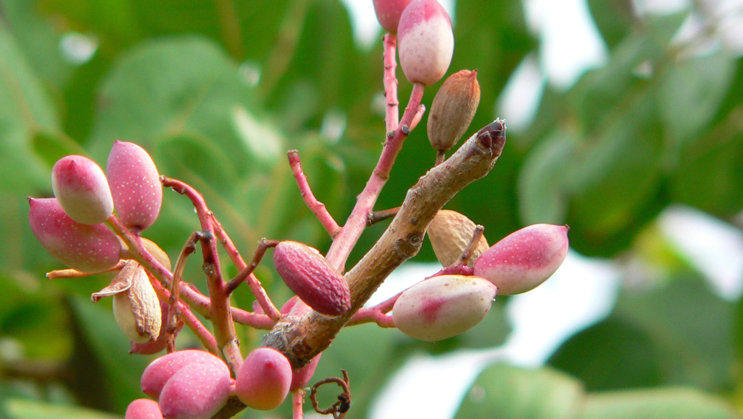 "Reisewege: Pistazien - Siziliens grüne Diamanten" - Reife Pistazienfrüchte.