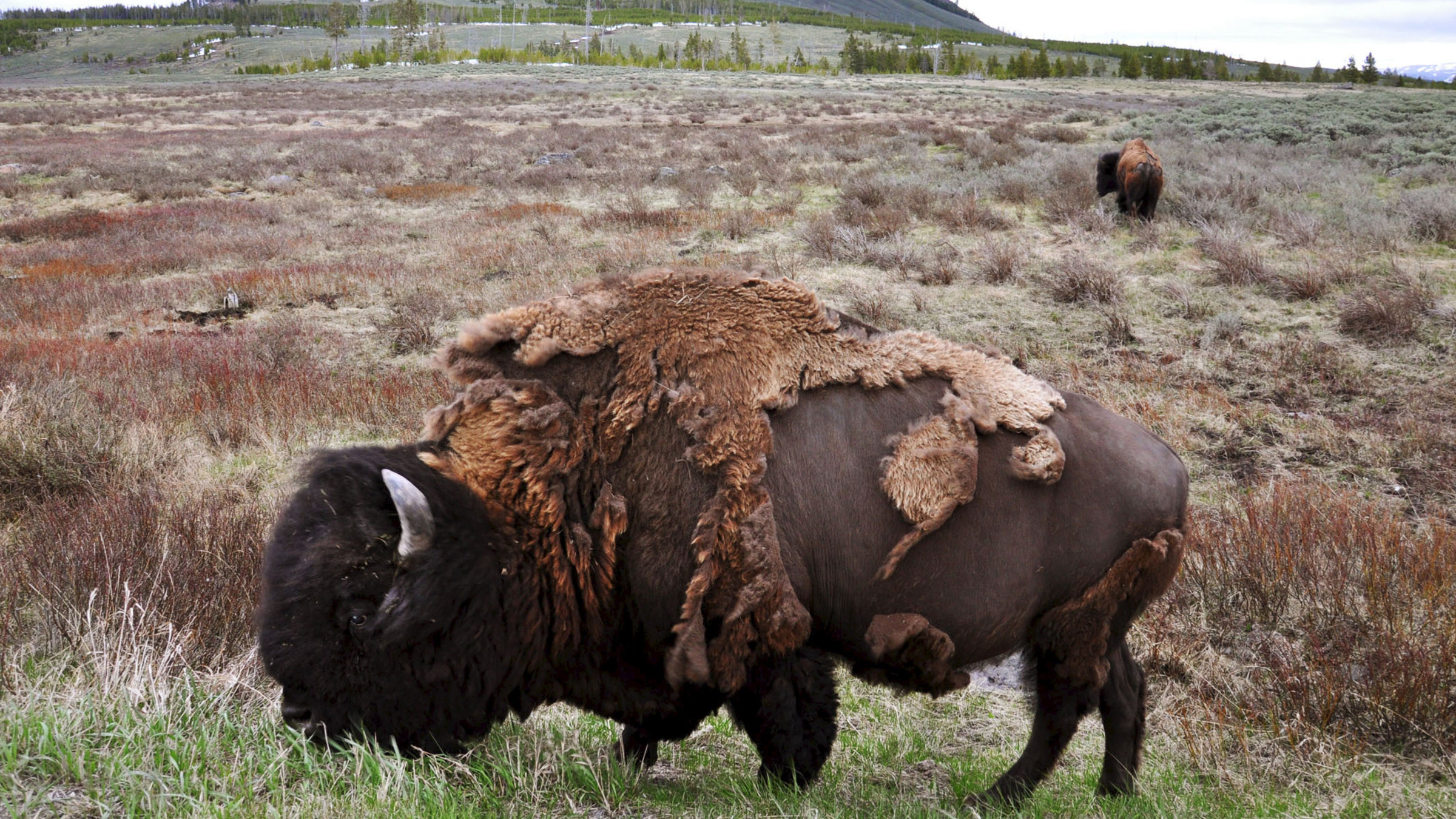 "Panamericana - Von Alaska nach Feuerland": Bison im Yellowstone Park, USA.