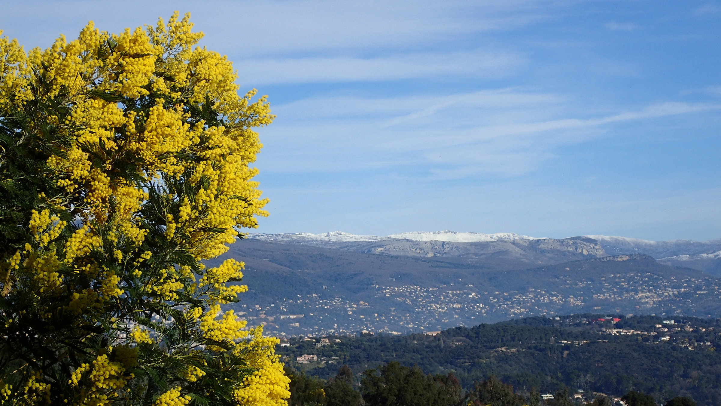 "Mimose - die Frühlingsbotin" - Mimose im Vordergrund, im Hintergund weite Landschaft.
