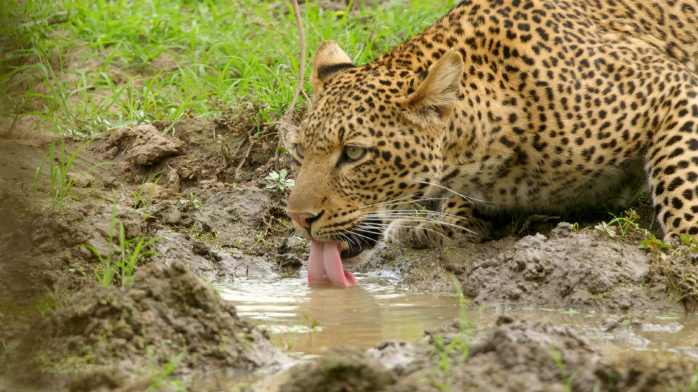 "Die Gesichter der Savanne: Blühendes Leben": Nahaufnahme eines Leoparden, der mit heraushängender Zunge aus einer kleinen Pfütze Wasser trinkt.