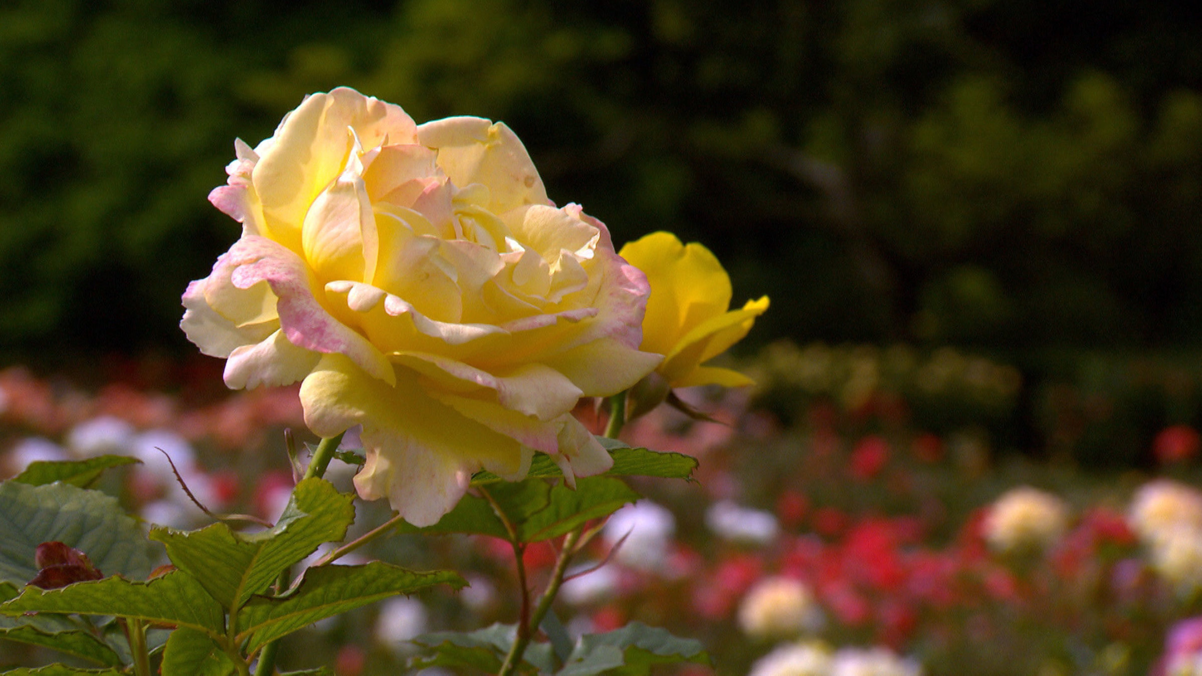 "Königliche Gärten an der Nordsee - Auf Kreuzfahrt mit dem Biogärtner": Eine Rose im Garten
