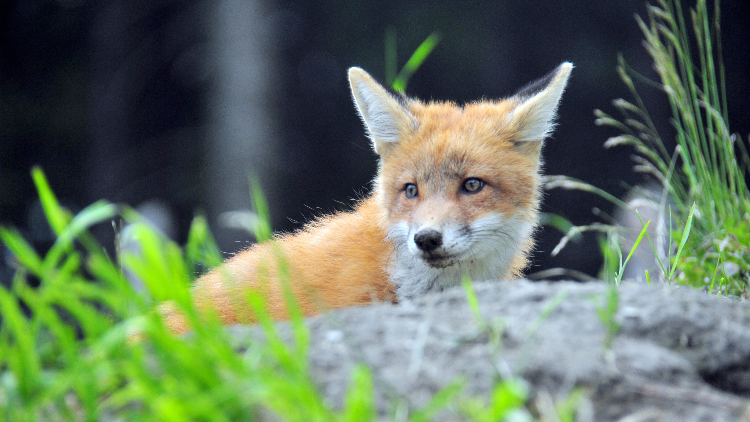"Unter Wölfen, Bären und Geiern – Ein Jahr im Wildpark Mautern" - ein Fuchs