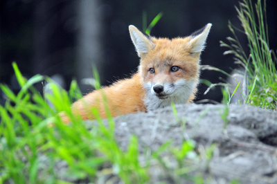 Unter Wölfen, Bären und Geiern - Ein Jahr im Wildpark Mautern