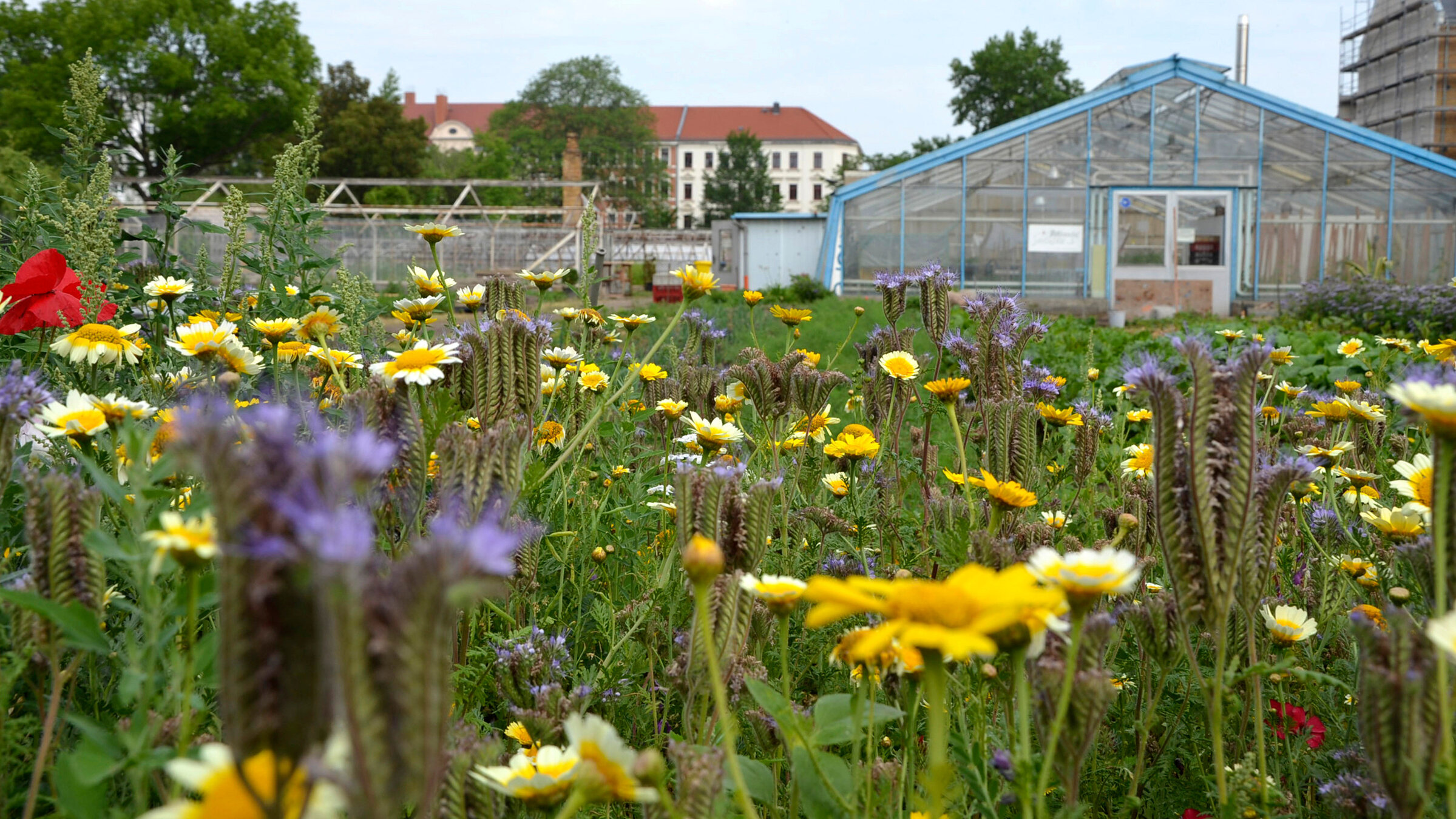 "Grüne Oase in Leipzig - Der Gemeinschaftsgarten Annalinde": Die Gärtnerei „Annalinde“ im Hochsommer.