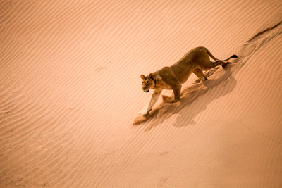 Wüstenkönige - Die Löwen der Namib